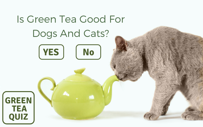Is Green Tea Good for Dogs and Cats? – Green Tea Quiz