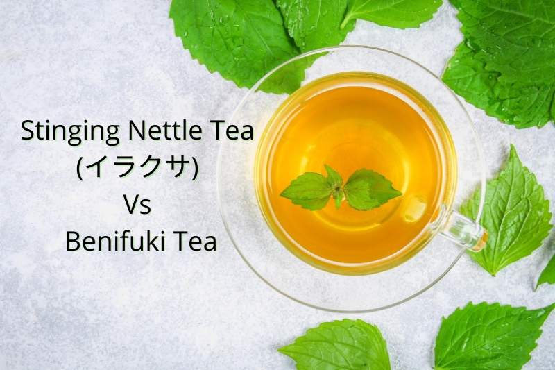 Stinging nettle tea (イラクサ) vs benifuki