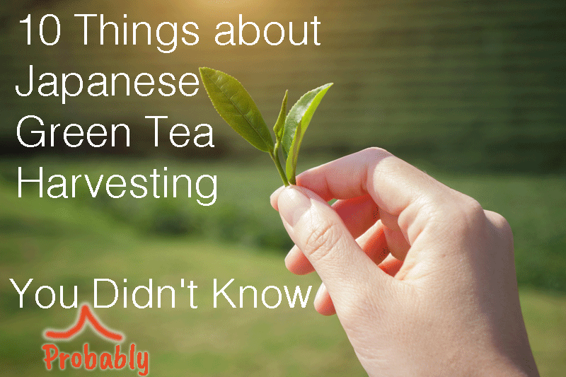 10 Things about Japanese Green Tea Harvesting You (Probably) Didn't Know